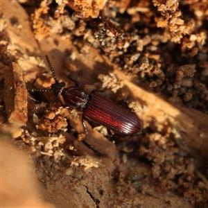 Imágo Rhysodes sulcatus