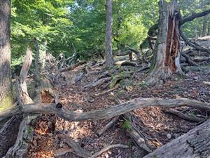 Fotografia zachytáva biotopy v TML.