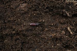 Imágo Rhysodes sulcatus