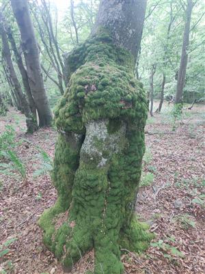 buk obrastený Paraleucobryum longifolium