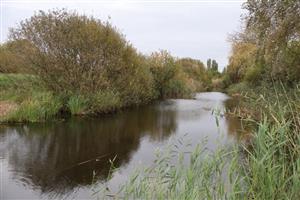 JV Gbelský kanál, TML Parížske močiare. Foto: 10.10.2025, J.Lengyel.