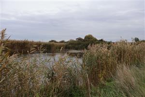 JZ jazierka, TML Parížske močiare pri pozor. veži. Foto: 10.10.2025, J.Lengyel.