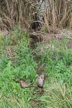 TML Parížske močiare, JZ Gbelský kanál, chodník Lutra lutra a kladisko trusu. Foto: 10.10.2025, J.Lengyel.