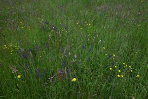 Pohľad do porastu TMP