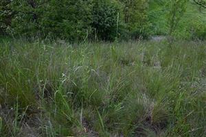 Pohľad do porastu TMP