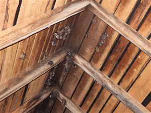 časť kolónie Myotis myotis