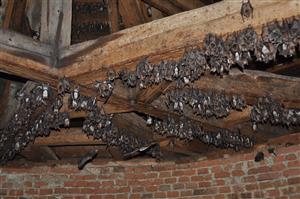 Myotis myotis