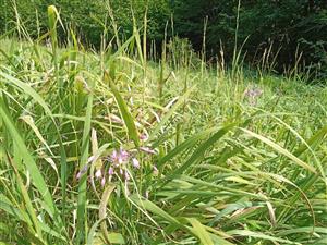 Allium carinatum v poraste Brachypodium pinnatum