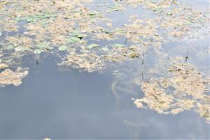Pohľad na porasty cieľového biotopu v rámci časti TMP.
