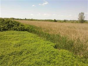 Biotop lokality vzorkovania