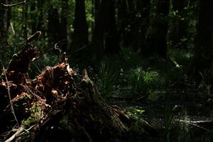 Fotografia zachytáva TMP.