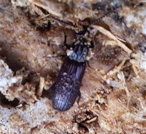 Imágo Rhysodes sulcatus