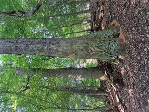 Fotografia zachytáva TMP.