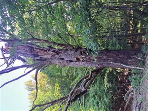 Dub s výskytom pižmovca.