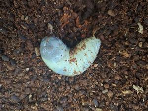 Larva pižmovca hnedého.