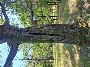 Dub s výskytom pižmovca.