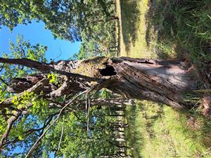 Dub s výskytom pižmovca.