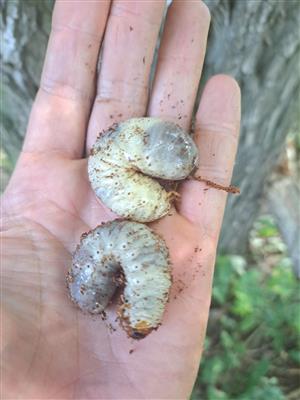 Larvy pižmovca hnedého.