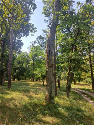 Fotografia zachytáva biotopy v TML.