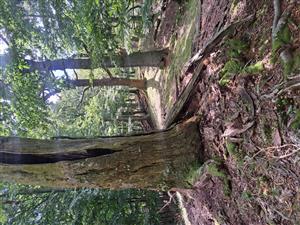 Fotografia zachytáva biotopy v TML.