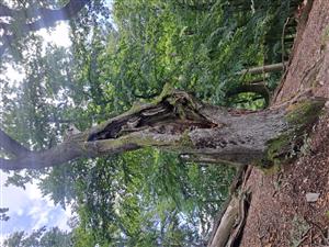 Fotografia zachytáva TMP.