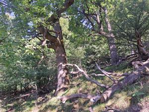 Fotografia zachytáva biotopy v TML.