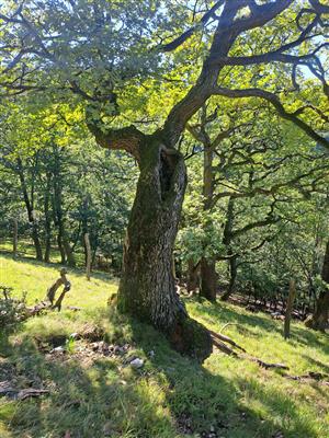 Dub s výskytom pobytových znakov pižmovca.