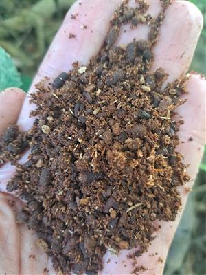 Typický trus pižmovca hnedého.