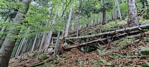 pohľad na biotop s padnutými kmeňmi stromov
