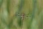 Libellula quadrimaculata