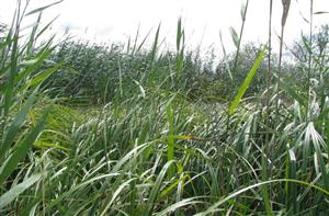 Biotop línie vzorkovania