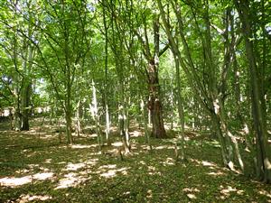 TML (Jasovské dubiny)