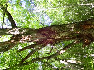 TML (strom obsadený pižmovcom)