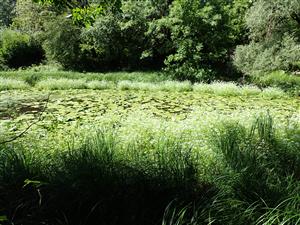 TML, interiér ramena plesiopotamon