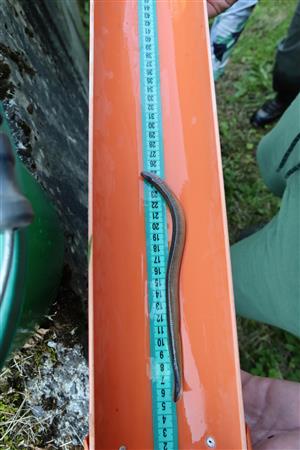 Mihuľa ukrajinská juvenil z lokality Hybica - Hybe