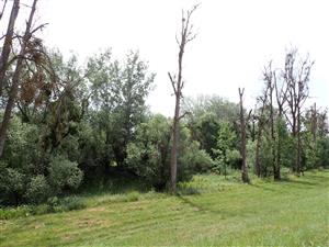 TML v časti mäkkého luhu pod protipovodňovou hrádzou