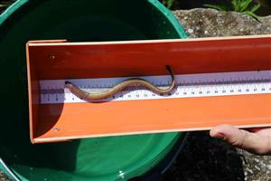 Mihuľa ukrajinská juvenil z lokality Biely Váh - Važec