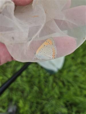 Lycaena dispar, F