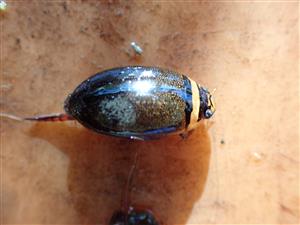 TML, Graphoderus cinereus