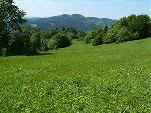 Pohled na JZ od cesty k chalupám