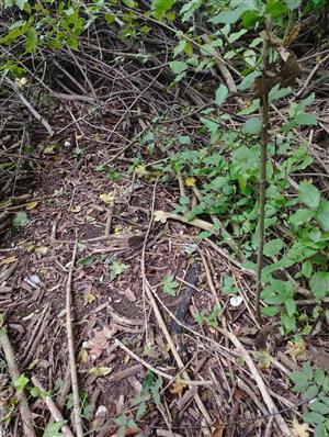 Recentné ulity slimáka