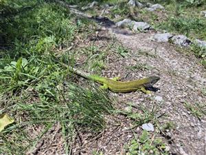 Lacerta viridis