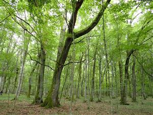 TML v časti Jovsianska hrabina