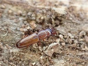 TML, Prostomis mandibularis