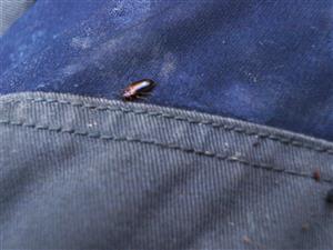 Mycetoma suturale (Panzer, 1797)