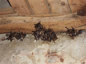 Myotis myotis