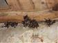Myotis myotis