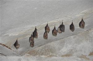 Rhinolophus hipposideros