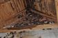 Myotis myotis