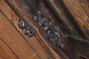 Myotis myotis